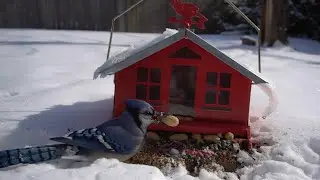 First Snowfall - 10 Hours - December 13, 2021