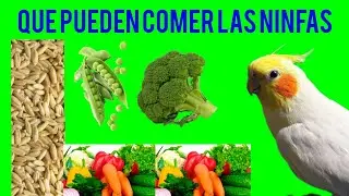 ✅ Esto es lo que puede comer una ninfa #ninfas #comida #aves