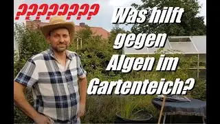 Was tun gegen Algen im Gartenteich? Profi Tipps für Pflanzen vom Gärtner Gaststar.