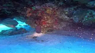 Eel hidden way in the back