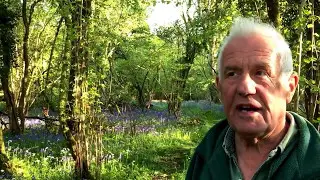 Warrenpoint wood at Rindoon peninsula, Co. Roscommon