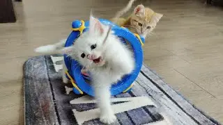Śmieszne kocięta 9. Kompilacja zabawnych moment&oacute;w. #MiniKitties Część 9 2023 4k