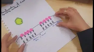 Gene Transfer through Transformation of E.coli