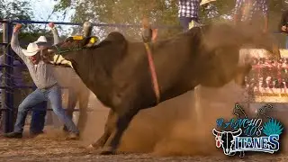 EL GANADERO PEGA BRINCOS DE EMOCIÓN.!! AL VER COMO SUS TOROS CADA VES SON MEJOR A LAZO Y A GRAPA.!!