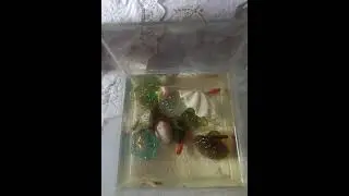 Most trending satisfying small fish /Rhey Roda Untalan