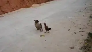POULE & COQ VS CHAT & CHIEN combat