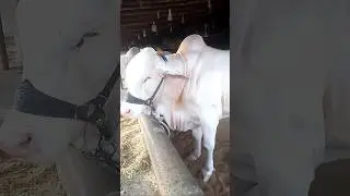 Nukra Bulls #shorts #youtubeshorts #bigbulls #trending #viral #foryou #shortsfeed #trendingshorts