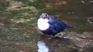 The perching bird that flies under water