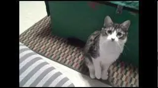 My Cat Fetches A Ball