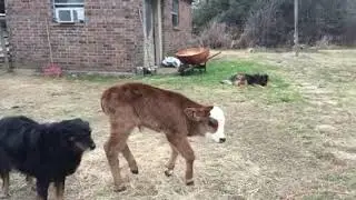 Crippled calf named &ldquo;Jax&rdquo;