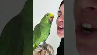 Pappagallo parlante Mirtillo, inizia a dire laverit&agrave; 😄#pappagalloparlante #mirtillo #mirtilloparrot