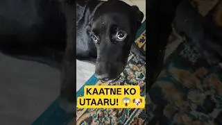 KAATNE KO UTAARU! 😱🐶 | Drama Queen Labrador Acting Tough 😂 | Labra Lucy | #shorts #dog #labrador