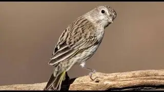 Jilguero Hembra Canto Para Atraer Al Macho.