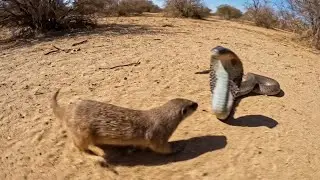 Mongoose vs Cobra: The Ultimate Desert Showdown!