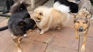 MY PUPPY INVITES HIS FRIENDS OVER | PUPPY PLAY DATE | SHEPHERD DOG + UNKNOWN DOG MIX🤔(FUNNY)