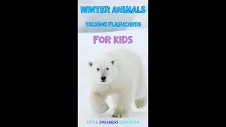 Winter Animals | Talking Flashcards For Kids