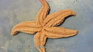 Sea star dissection 2024