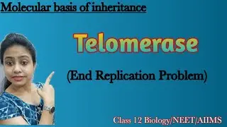 Telomere & Telomerase|End replication problem in Eukaryotes|Molecular basis of Inheritance|Class 12