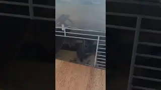 Angry little gerbil foot stomping. Sound on
