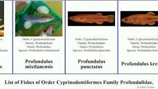 List of Fishes of Order Cyprinodontiformes Family Profundulidae. profundulus punctatus Jams Jammy