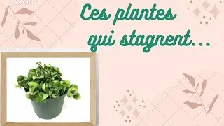 ces plantes qui stagnent - épisode 1:  Hoya compacta