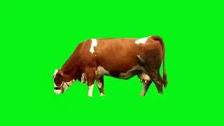cow video green screen animal free download #greenscreen #greenscreenvideo #cowvideos #cowmilk #cow