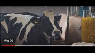Liban Lait streamlines dairy operations from field to fridge with SAP Business One