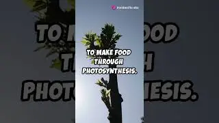 How the Sun Powers All Life on Earth!🌞 #shorts #viralvideo #trending #youtubeshorts #youtube