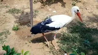 #totalbirds #animals
