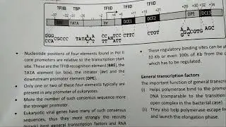 Eukaryotic transcription Elements| Molecular biology| CSIR NET 2025 #EUKARYOTIC INITIATION 