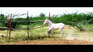 Exotic marwari horse