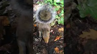Squirrel Fluffy Tail, Squirrel! ❤️🐿🥰 #cuteanimal #Squirrel | Squirrel Diaries