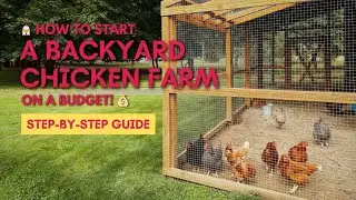 START Your Own THRIVING Backyard Chicken Farm on a Budget
