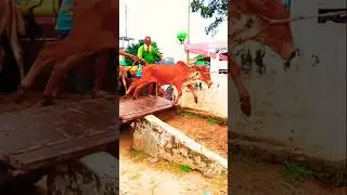 songi music media#S#funny video# short video#viral video# short#bangla