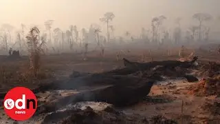 Brazil&rsquo;s Amazon Fires Leave Heart-Breaking Scenes of Devastation