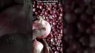 Nashik Onion Available Call Us For Wholesale Business All Over India Supply Call #vickyagro#onion