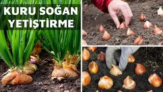 Soğan Nasıl &Ccedil;oğaltılır? Saksıda Bah&ccedil;ede Soğan Yetiştirmenin P&uuml;f Noktaları