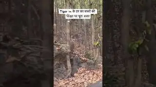 Tiger 🐅 School Jhargaon Marchula | Marchula Tiger Attack | Jim Corbett Man Eater #tiger #shorts