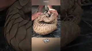 Rangers Helps Pangolin Friend😍