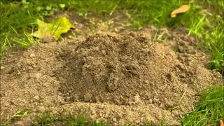 Mole Hill Formation HD