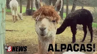 Grant helps Rochester alpaca farm grow through goats