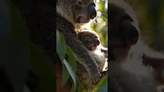 &ldquo;Wait&hellip; Did That Baby Koala Just Hiccup? 😳🐨💚&rdquo; #shortsfeed #youtubesearch #foryou #shorts #ytshorts
