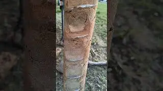Pułtusk - piaski drobne