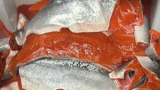 Starvin is live! Vacuuming Packing Fish! Ask me anything!