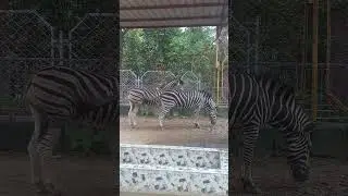 Zebra সুন্দর জেব্রা#shortsviral #shortsvideo #shorts #zebra #animalshorts#animallife #wildbeasts