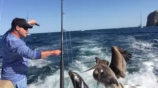 Sea Lion and Pelican Fight for Food