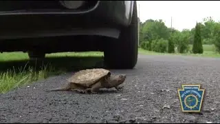 Turtle Crossing! Encountering Turtles in Spring and Summer