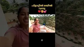 എൻ്റെ ഫ്ളാറ്റിൽ മയിൽ വന്നു ഗയ്സ് #baby #funny #viral #trending #shorts