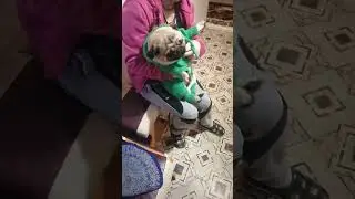 французский бульдог