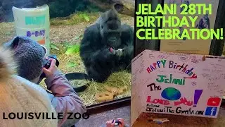 Jelani the Gorilla 28th Birthday Celebration! 2025